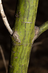 Acer pensylvanicum (moose maple, striped maple, moosewood)