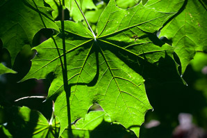 Acer saccharum (sugar maple)