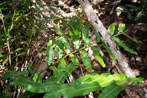 Acrostichum danaeifolium (giant leather fern, leather fern, inland leather fern, inland leatherfern)