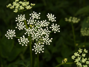 Aegopodium podagraria (ground elder, herb gerard, bishop’s weed, goutweed, gout wort, snow-in-the-mountain, English masterwort, wild masterwort, bishop’s goutweed)
