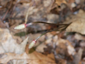 Allium tricoccum (wild leek, ramp, spring onion, ramson, wild garlic)