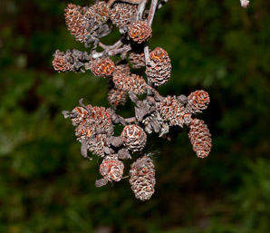 Alnus incana (speckled alder, tag alder, hoary alder, gray alder)