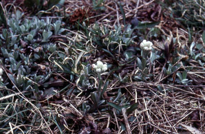 Antennaria neglecta (field pussytoes)