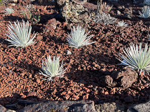 Argyroxiphium sandwicense (Haleakalā silversword, Haleakalā silv)