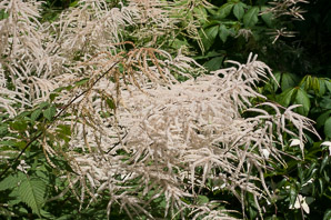 Aruncus dioicus (child of two worlds goat’s beard)