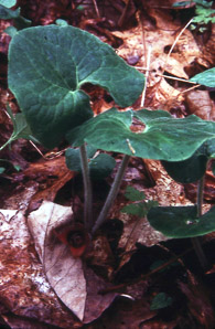Asarum canadense (wild ginger, Canada wild ginger, Canadian snakeroot, broad-leaved asarabaccais)