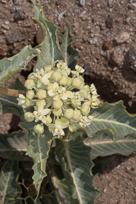 Asclepias erosa (desert milkweed)