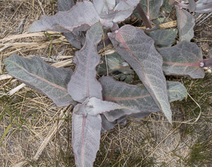 Asclepias nyctaginifolia (Mojave milkweed)