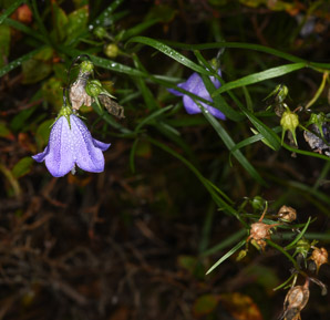 Campanula rotundifolia (bluebell, harebell, bluebell bellflower)