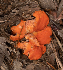 Cantharellus cinnabarinus (cinnabar chanterelle, apricot chanterelle)