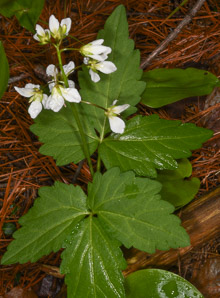 Cardamine diphylla (broadleaf toothwort, broad-leaved toothwort)