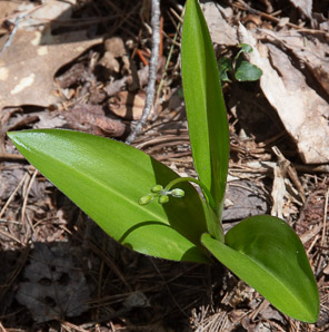 Clintonia borealis (yellow clintonia, bluebead lily, blue-bead lily, clintonia, Clinton’s lily, corn lily, cow tongue, yellow beadlily, yellow bluebeadlily, snakeberry, dogberry, straw lily, bluebead)