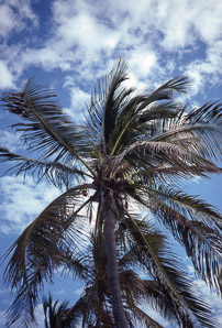 Cocos nucifera (coconut palm, coconut tree)