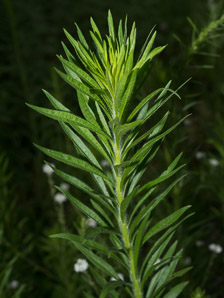 Conyza canadensis (horseweed, Canada horseweed, Canadian horseweed)