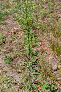 Conyza canadensis (horseweed, Canada horseweed, Canadian horseweed)