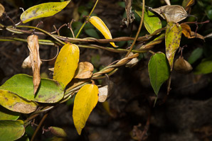 Cynanchum louiseae (black swallowort, Louise’s swallow-wort, black dog-strangling vine, black swallowwort)