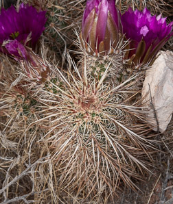 Echinocereus engelmannii (hedgehog cactus, calico cactus, dagger-spine hedgehog, Engelmann’s hedgehog, Howe hedgehog, Indian strawberry cactus, Munz’s hedgehog cactus, needle-spine hedgehog, purple-spined hedgehog, strawberry hedgehog, varied-spine hedgehog, Engelmann hedgehog, Engelmann’s hedgehog cactus)