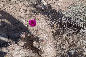 Echinocereus engelmannii (hedgehog cactus, calico cactus, dagger-spine hedgehog, Engelmann’s hedgehog, Howe hedgehog, Indian strawberry cactus, Munz’s hedgehog cactus, needle-spine hedgehog, purple-spined hedgehog, strawberry hedgehog, varied-spine hedgehog, Engelmann hedgehog, Engelmann’s hedgehog cactus)