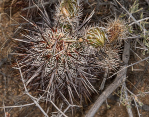Echinocereus engelmannii (hedgehog cactus, calico cactus, dagger-spine hedgehog, Engelmann’s hedgehog, Howe hedgehog, Indian strawberry cactus, Munz’s hedgehog cactus, needle-spine hedgehog, purple-spined hedgehog, strawberry hedgehog, varied-spine hedgehog, Engelmann hedgehog, Engelmann’s hedgehog cactus)