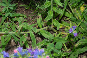 Echium vulgare (viper’s bugloss, common viper’s bugloss)