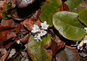 Epigaea repens (trailing arbutus)