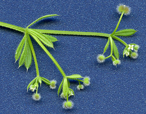 Galium aparine (catchweed bedstraw, stickywilly)