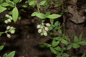 Gaylussacia baccata (black huckleberry, common huckleberry)