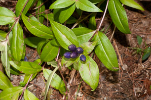Gentiana andrewsii (prairie closed gentian, bottle gentian, closed bottle gentian)