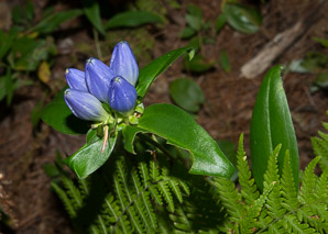 Gentiana andrewsii (prairie closed gentian, bottle gentian, closed bottle gentian)