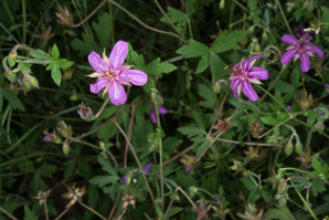 Geranium caespitosum (pineywoods geranium, crane’s bill, Fremont’s geranium, Parry’s geranium, purple wild geranium, tufted geranium, wild geranium)