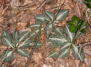 Goodyera pubescens (downy rattlesnake plantain, downy rattlesnake orchid)