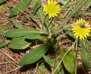 Hieracium pilosella (mouse ear, mouse ear hawkweed, mouseear hawkweed)