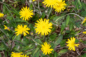 Hieracium pilosella (mouse ear, mouse ear hawkweed, mouseear hawkweed)