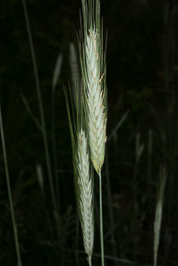 Hordeum vulgare (barley, common barley)