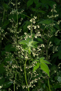 Humulus japonicus (Japanese hops, Japanese hop)