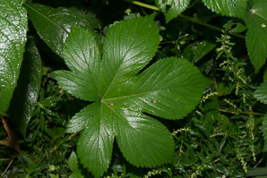Humulus japonicus (Japanese hops, Japanese hop)