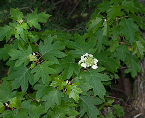 Hydrangea quercifolia (oak leaved hydrangea, oakleaf hydrangea)