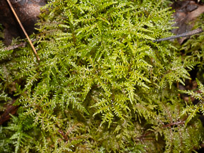 Hylocomium splendens (splendid feather moss, glittering woodmoss, stairstep moss, mountain fern moss)