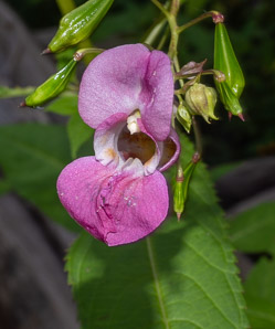 Impatiens glandulifera (Himalayan balsam, kiss-me-on-the-mountain, ornamental jewelweed)