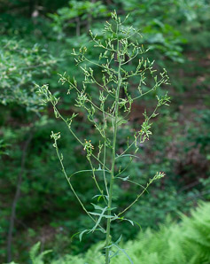 Lactuca canadensis (wild lettuce, Canada lettuce)