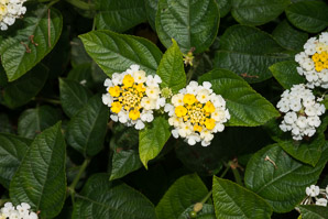 Lantana camara (lantana, largeleaf lantana, common lantana, kamara lantana, wild sage, red sage, yellow sage, white sage, shrub verbena)
