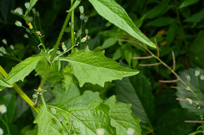 Lapsana communis (nipplewort)