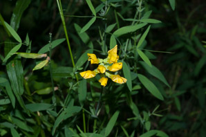 Lathyrus pratensis (meadow vetchling, yellow pea, meadow pea)