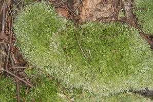 Leucobryum glaucum (pincushion moss, leucobryum moss)
