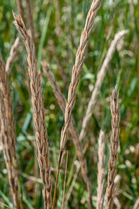 Leymus mollis (American lyme grass, American dunegrass)