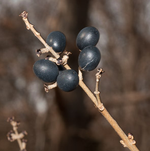 Ligustrum vulgare (privet, common privet, European privet)