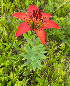 Lilium philadelphicum (wood lily, prairie lily)