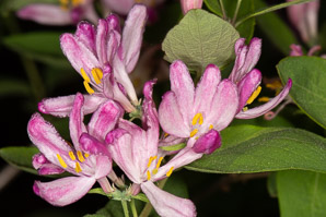 Lonicera tatarica (Tatarian honeysuckle)