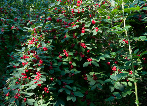 Lonicera tatarica (Tatarian honeysuckle)