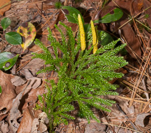 Lycopodium dendroideum (prickly tree clubmoss, tree groundpine)